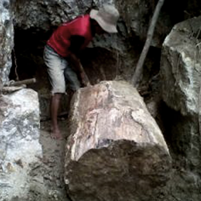 rinvenimento di un tronco fossile