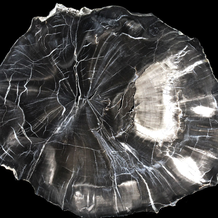 sezione di tronco fossile